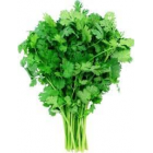 CILANTRO 0 .75OZ  EACH