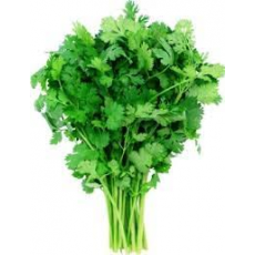 CILANTRO 0 .75OZ  EACH