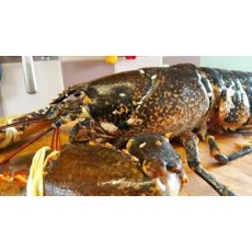 LOBSTER ALIVE PER LB (SEASONAL)