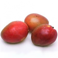 MANGO EA